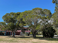 EvergladesFlamingo02-thumb