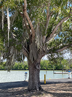 EvergladesFlamingo03-thumb