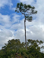 EvergladesMahogany01-thumb