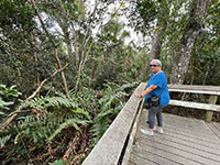 EvergladesMahogany04-thumb