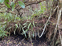 EvergladesMahogany05-thumb