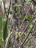 EvergladesMahogany06-thumb