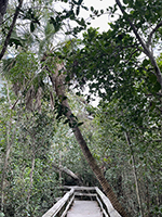 EvergladesMahogany07-thumb