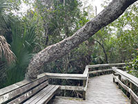 EvergladesMahogany08-thumb