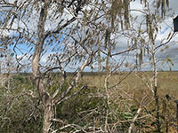 EvergladesPahayokee02-thumb