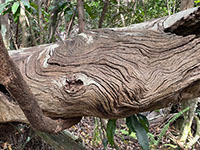 EvergladesroyalPalm03-thumb