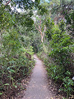 EvergladesroyalPalm04-thumb